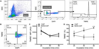 Capacitation-Induced Mitochondrial Activity Is Required for Sperm Fertilizing Ability in Mice by Modulating Hyperactivation